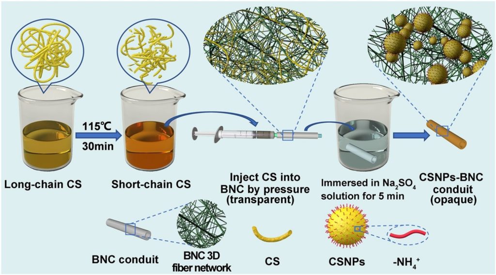 A novel approach for efficient fabrication of chitosan nanoparticles-embedded bacterial nanocellulose conduits