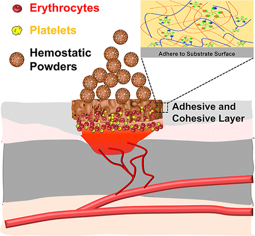 Multifunctional and tunable coacervate powders to enable rapid hemostasis and promote the infected Wound Healing